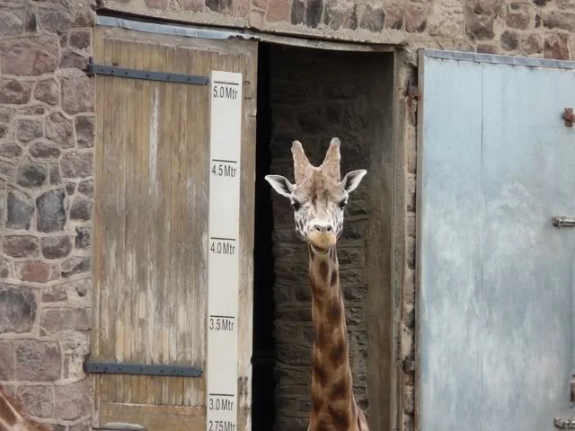chesterzoo-may08016640x480.webp