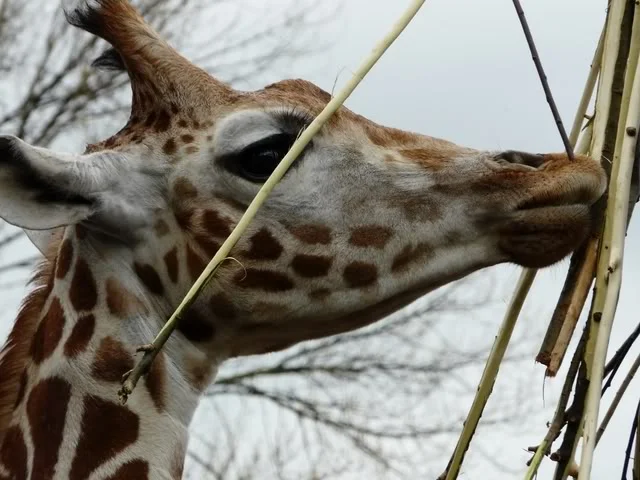 chesterzoo-may08032640x480.webp
