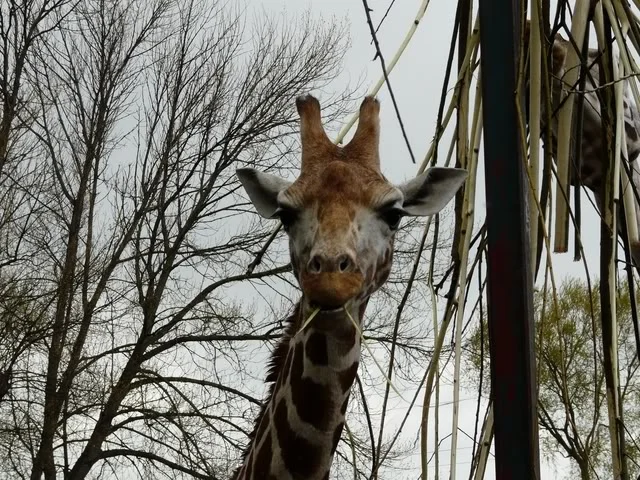 chesterzoo-may08038640x480.webp
