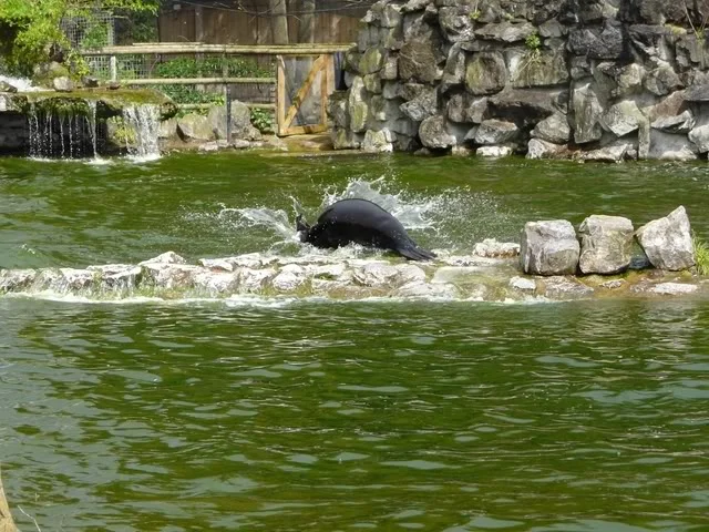 chesterzoo-may08049640x480.webp