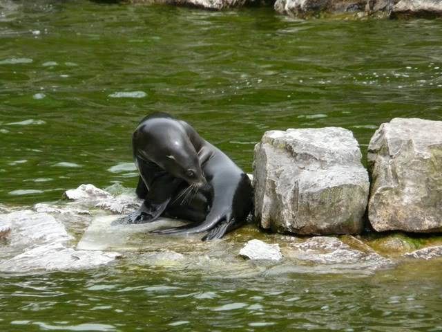 chesterzoo-may08057640x480.jpg