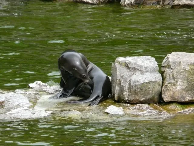 chesterzoo-may08057640x480.webp