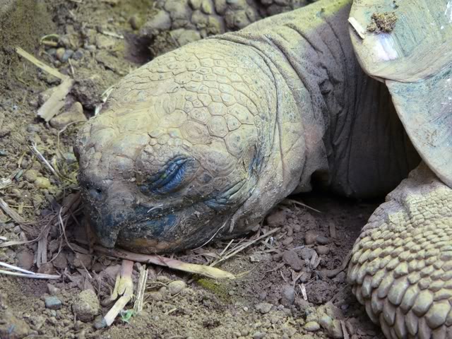 chesterzoo-may08063640x480.jpg