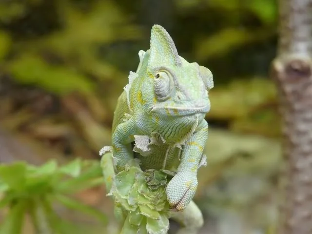 chesterzoo-may08065640x480.webp