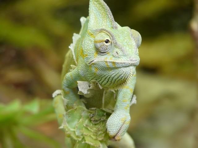 chesterzoo-may08066640x480.jpg