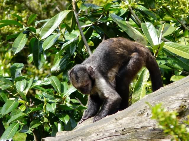 chesterzoo-may08069640x480.jpg