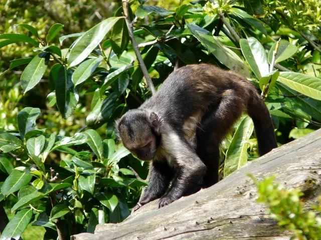 chesterzoo-may08069640x480.webp