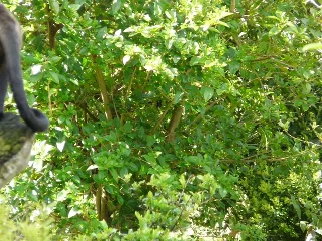 chesterzoo-may08071640x480.webp