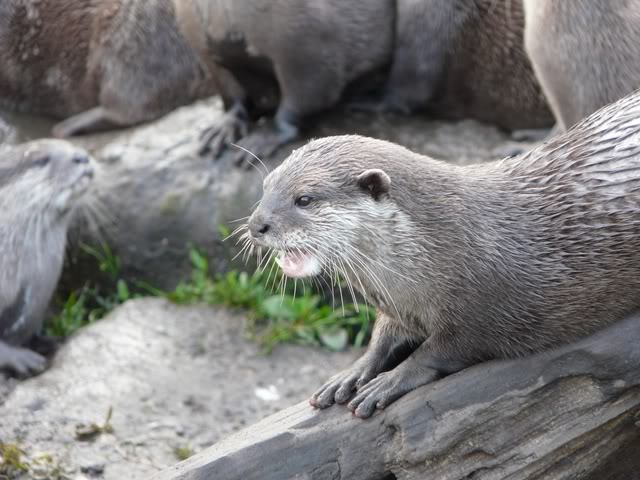 chesterzoo-may08110640x480.jpg