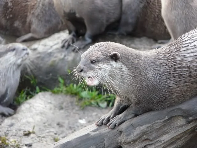 chesterzoo-may08110640x480.webp