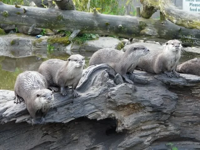 chesterzoo-may08112640x480.webp
