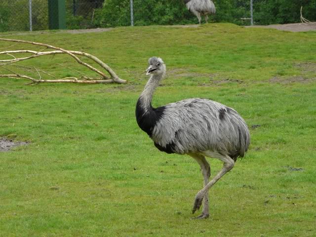 chesterzoo-may08124640x480.jpg