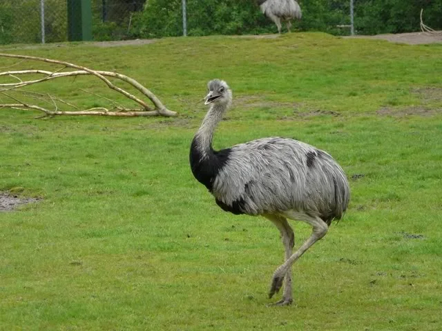 chesterzoo-may08124640x480.webp
