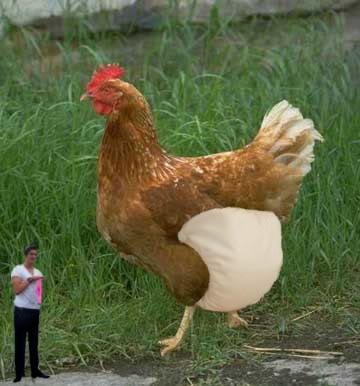 chickeninanappy.jpg