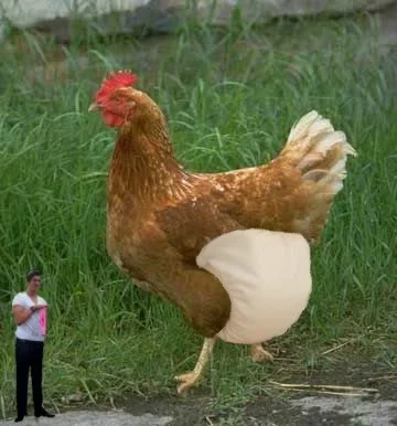 chickeninanappy.webp