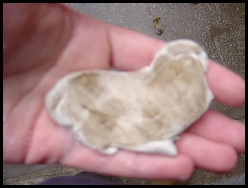 Clay.webp