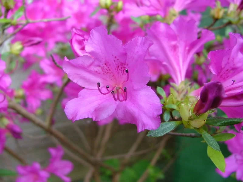 Closeups013.webp