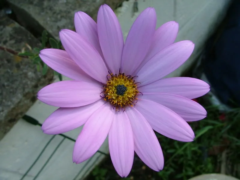 Closeups014.webp