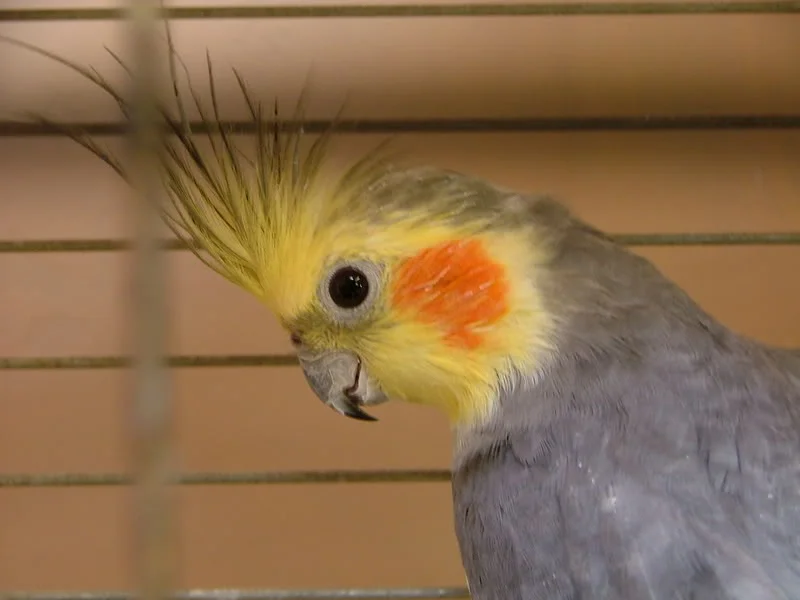 Closeups026.webp