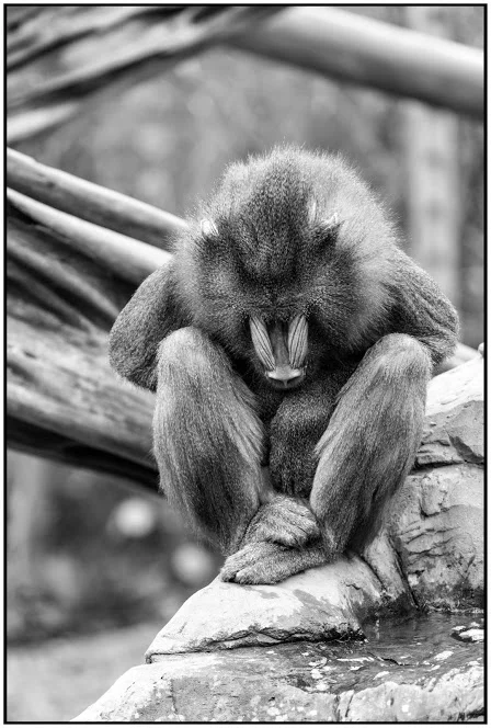 colchester_zoo_2015-0533.webp
