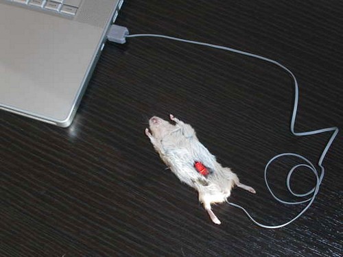 computer_mouse_using_a_real_dead_mouse_3.jpg