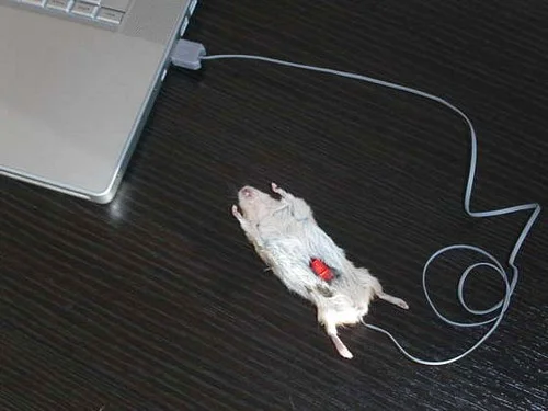 computer_mouse_using_a_real_dead_mouse_3.webp