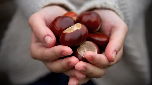 conker-car-parks.webp