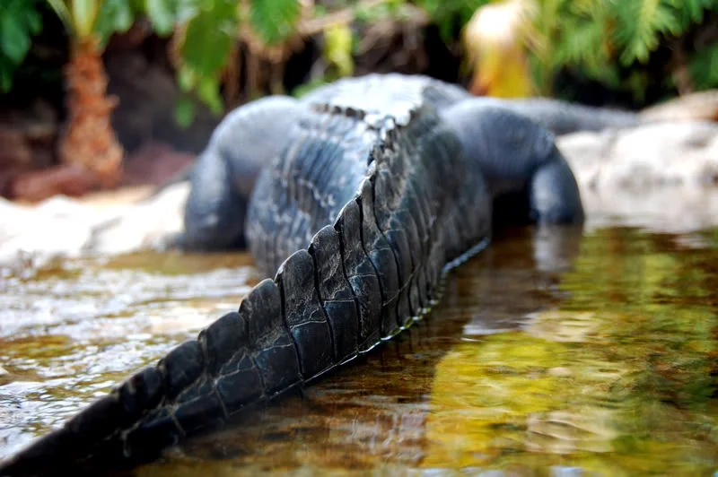 croc.webp