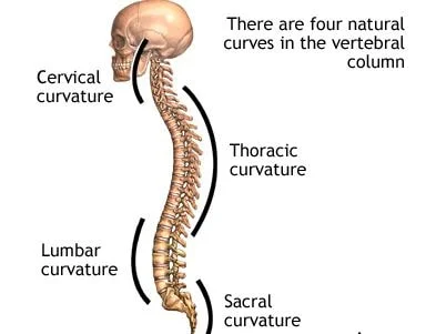 curvature-of-the-spine.webp