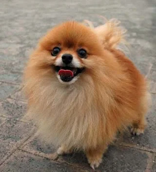 cutepuppy6.webp