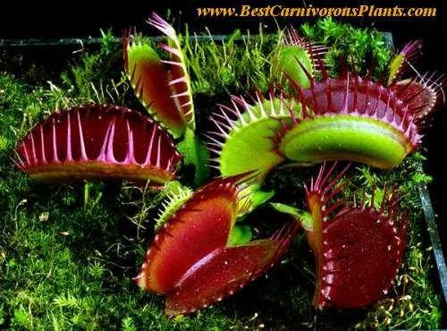 D_muscipula_giant_Copyright_P_Dzik.webp