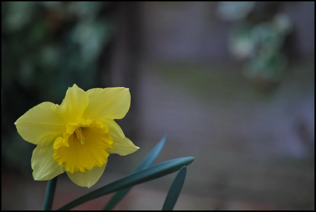 Daff.webp