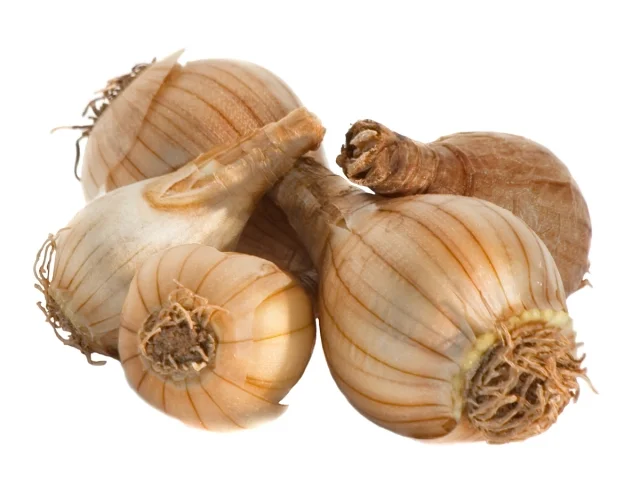 daffbulbs640X480_dreamstime_4338722.webp