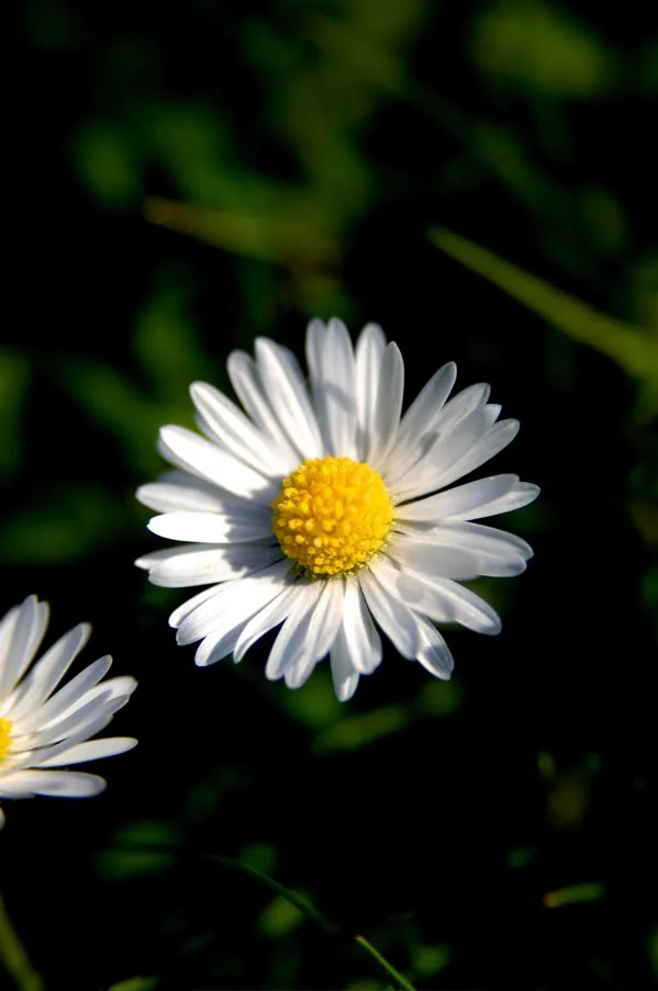 daisy1.webp