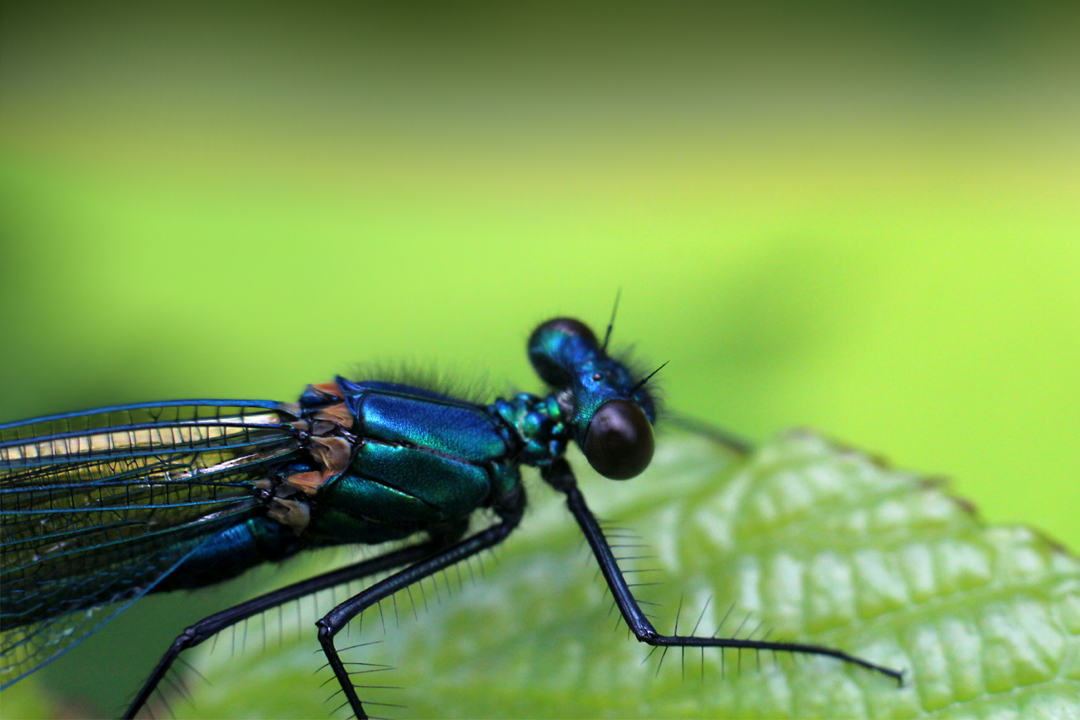 Damselfly.jpg