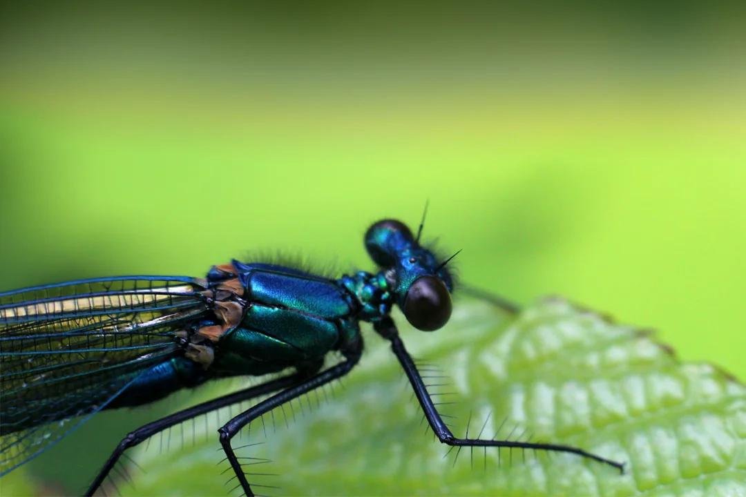 Damselfly.webp