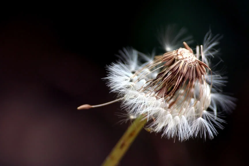 DAndelionbig.webp