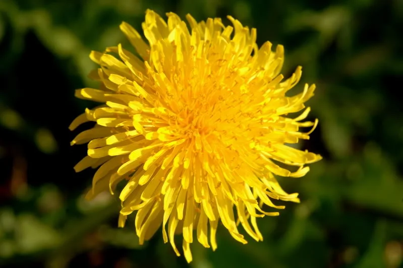 dandylion1.webp