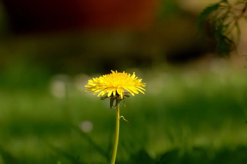 dandylion2.webp