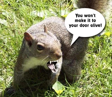dans_squirrel.webp