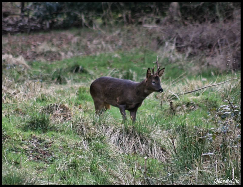 Deer.webp