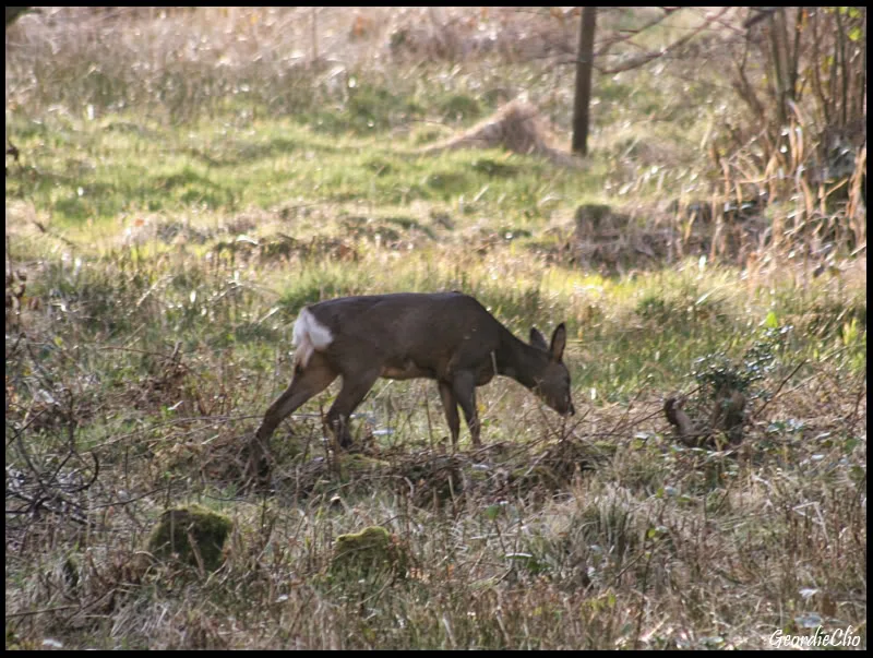 Deer2.webp
