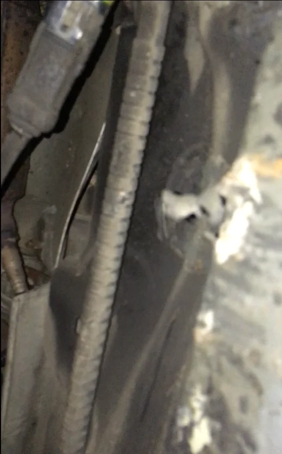 dent2.webp