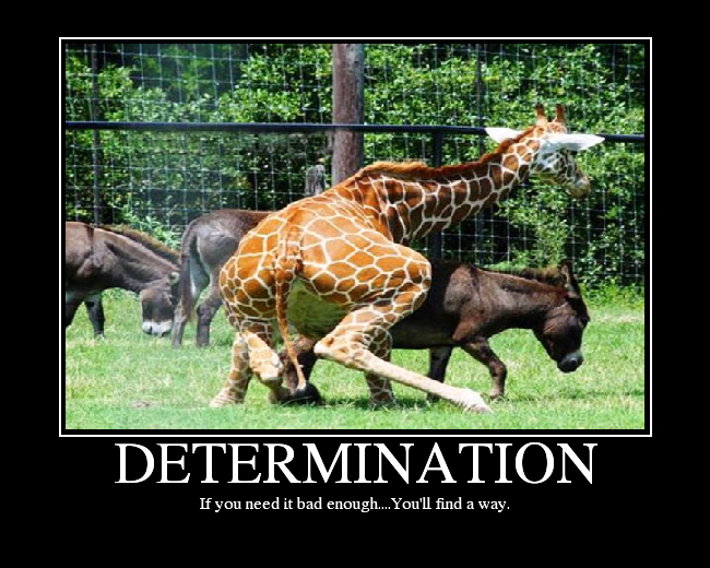 DETERMINATION.png