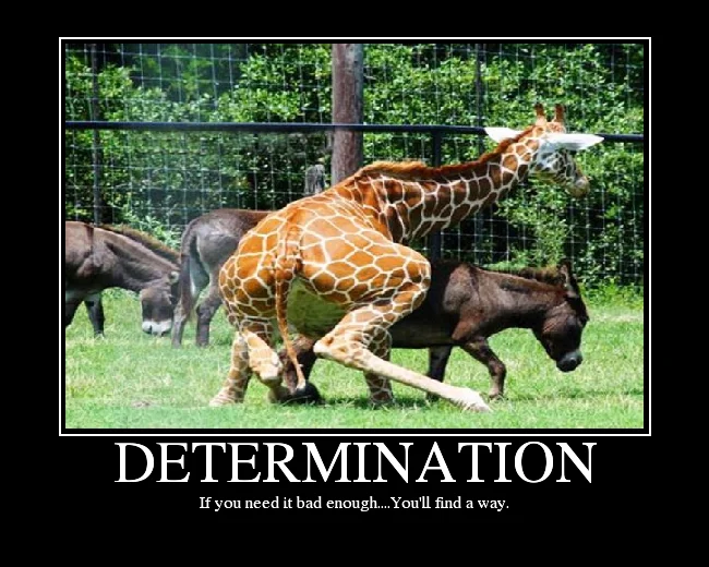 DETERMINATION.webp