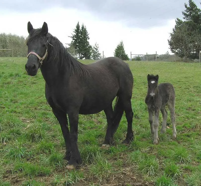 DieselHorsePetrolHorser.webp