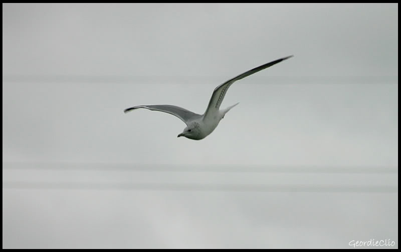 Divingbird.jpg