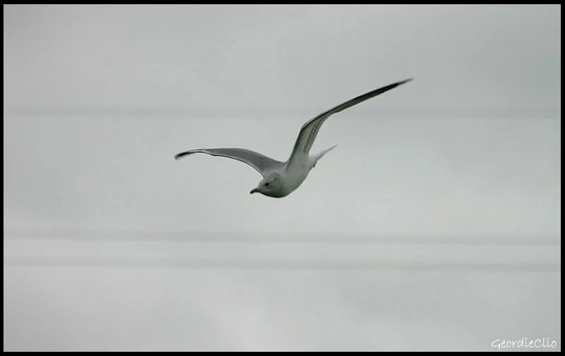 Divingbird.webp