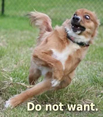 do-not-want-dog.webp
