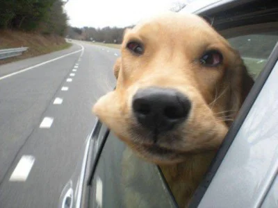 dog-car-window-400x300.webp